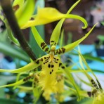 Oncidium Brassia Yellow-Flowering Size